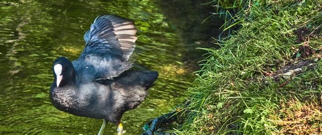 Overwintering van vogels voor de Turkmeense kust van de Kaspische Zee